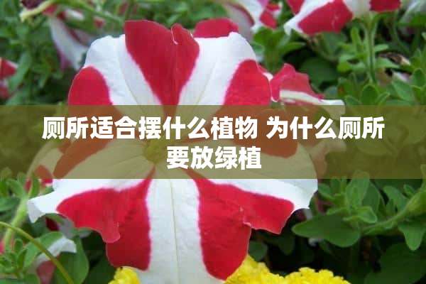 厕所适合摆什么植物 为什么厕所要放绿植