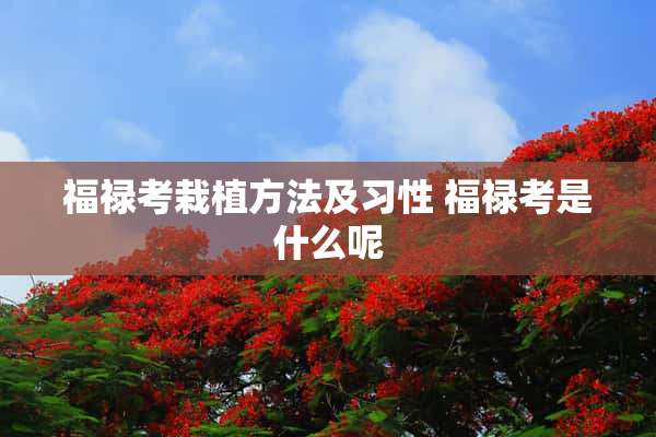 福禄考栽植方法及习性 福禄考是什么呢