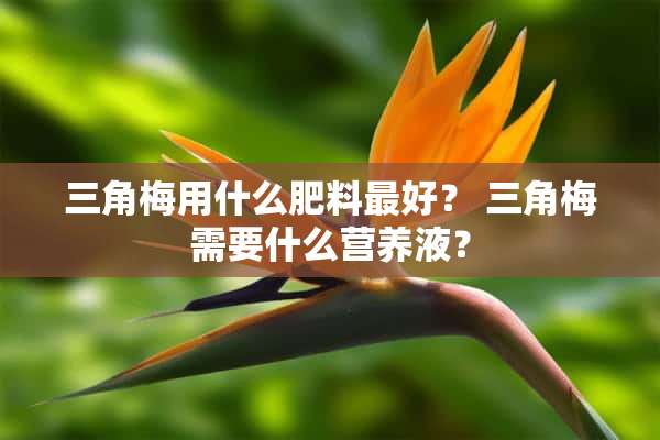 三角梅用什么肥料最好？ 三角梅需要什么营养液？