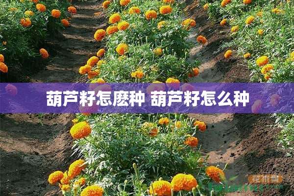 葫芦籽怎麽种 葫芦籽怎么种