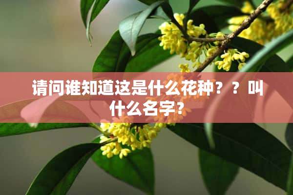 请问谁知道这是什么花种？？叫什么名字？