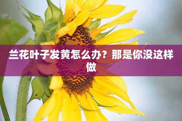 兰花叶子发黄怎么办？那是你没这样做