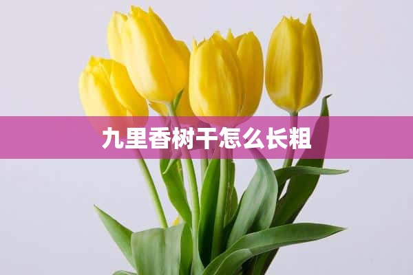 九里香树干怎么长粗