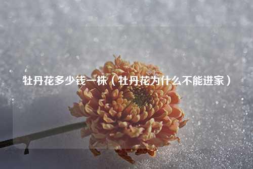 牡丹花多少钱一株（牡丹花为什么不能进家）