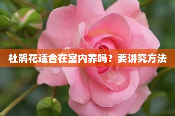 杜鹃花适合在室内养吗？要讲究方法