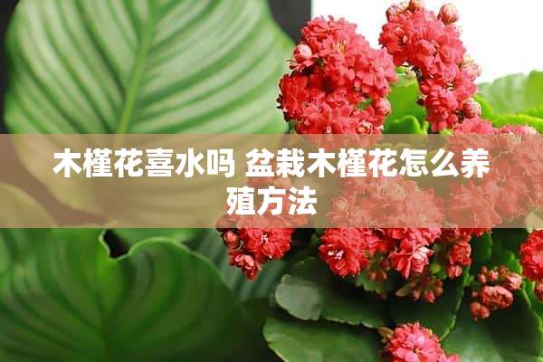 木槿花喜水吗 盆栽木槿花怎么养殖方法