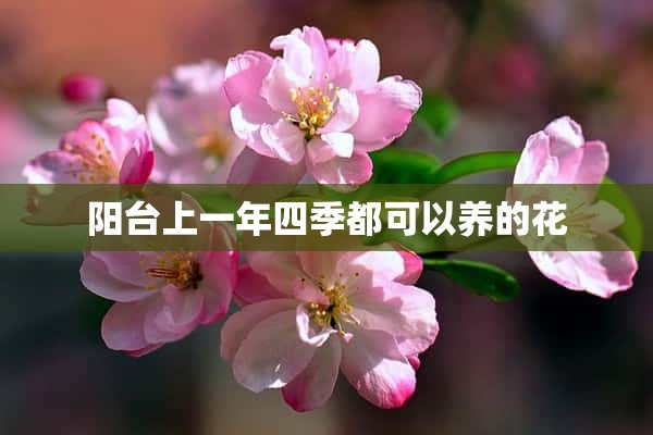 阳台上一年四季都可以养的花