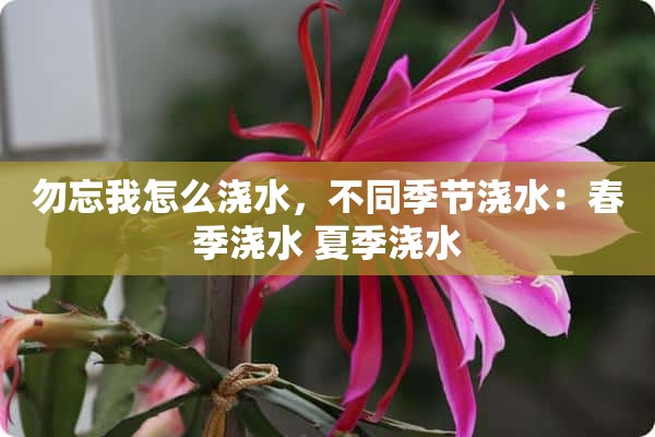 勿忘我怎么浇水，不同季节浇水：春季浇水 夏季浇水