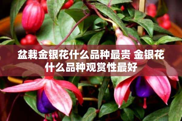 盆栽金银花什么品种最贵 金银花什么品种观赏性最好