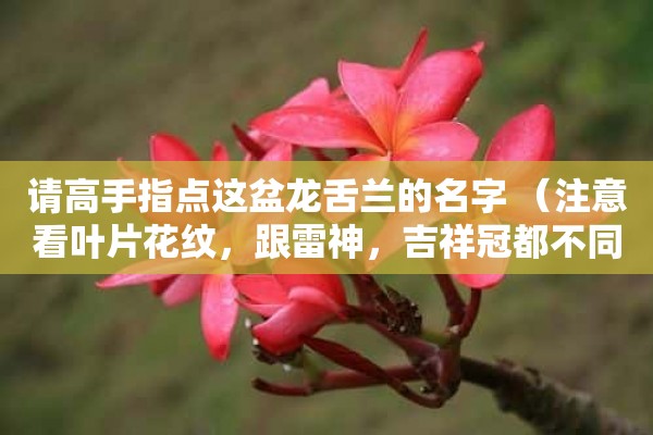 请高手指点这盆龙舌兰的名字 （注意看叶片花纹，跟雷神，吉祥冠都不同。）