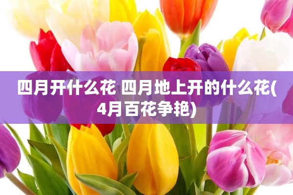 四月开什么花 四月地上开的什么花(4月百花争艳)