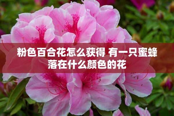 粉色百合花怎么获得 有一只蜜蜂落在什么颜色的花