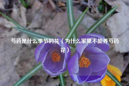 芍药是什么季节的花（为什么家里不能养芍药花） 花卉