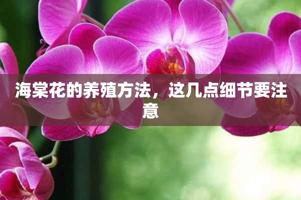 海棠花的养殖方法，这几点细节要注意