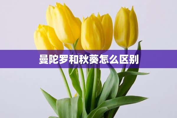 曼陀罗和秋葵怎么区别