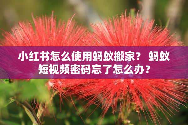 小红书怎么使用蚂蚁搬家？ 蚂蚁短视频密码忘了怎么办？