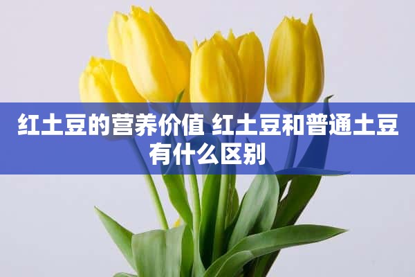 红土豆的营养价值 红土豆和普通土豆有什么区别