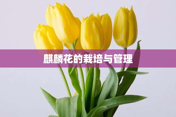 麒麟花的栽培与管理