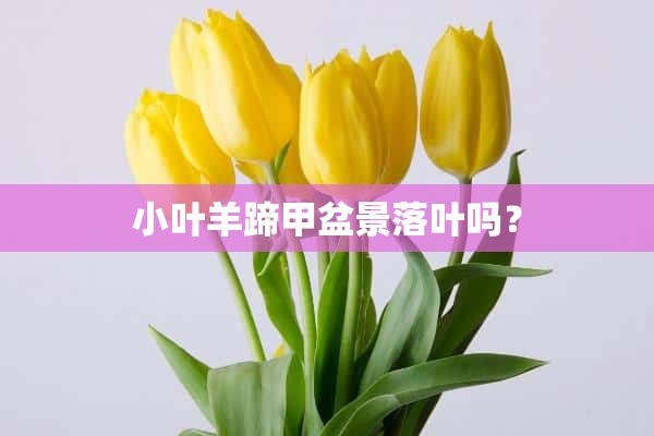 小叶羊蹄甲盆景落叶吗？