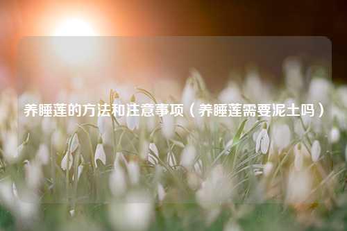 养睡莲的方法和注意事项（养睡莲需要泥土吗） 花卉