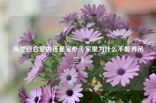 吊兰适合室内还是室外（家里为什么不能养吊兰） 花卉