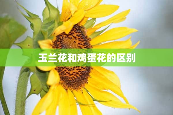 玉兰花和鸡蛋花的区别