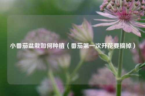 小番茄盆栽如何种植（番茄第一次开花要摘掉） 花卉