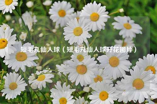 短毛丸仙人球（短毛丸仙人球开花图片） 花卉