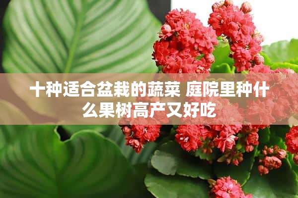 十种适合盆栽的蔬菜 庭院里种什么果树高产又好吃