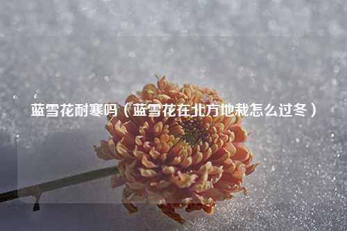 蓝雪花耐寒吗（蓝雪花在北方地栽怎么过冬） 花卉