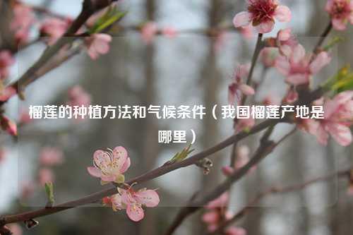 榴莲的种植方法和气候条件（我国榴莲产地是哪里）