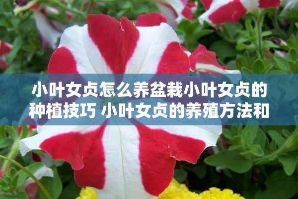 小叶女贞怎么养盆栽小叶女贞的种植技巧 小叶女贞的养殖方法和注意事项，盆栽小叶女贞怎么养