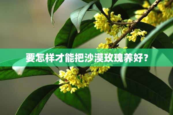 要怎样才能把沙漠玫瑰养好？