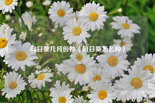 向日葵几月份种（向日葵怎么种） 花卉