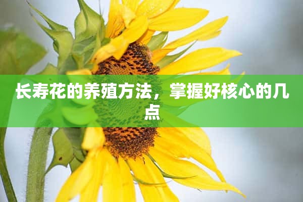 长寿花的养殖方法，掌握好核心的几点