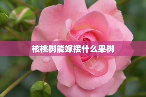 核桃树能嫁接什么果树