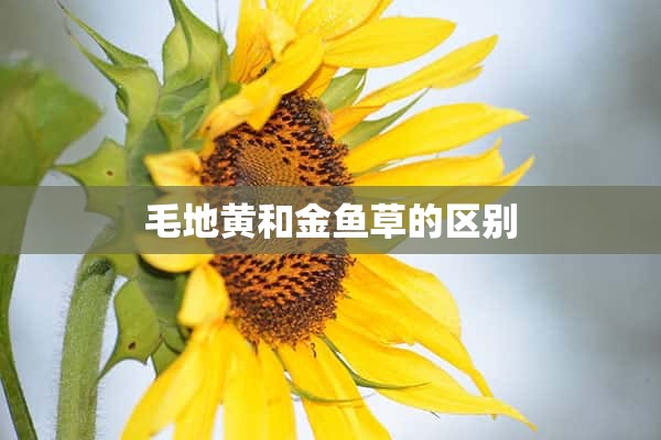 毛地黄和金鱼草的区别