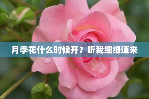 月季花什么时候开？听我细细道来