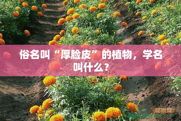 俗名叫“厚脸皮”的植物，学名叫什么？