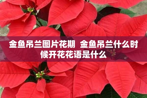 金鱼吊兰图片花期  金鱼吊兰什么时候开花花语是什么