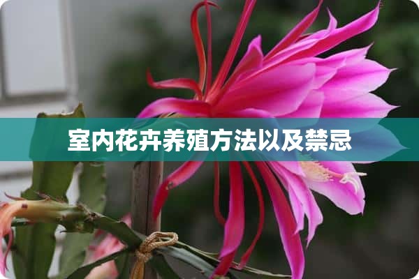 室内花卉养殖方法以及禁忌