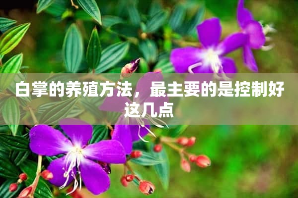 白掌的养殖方法，最主要的是控制好这几点