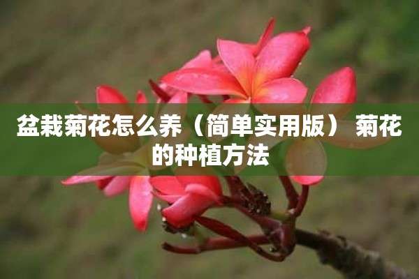 盆栽菊花怎么养（简单实用版） 菊花的种植方法