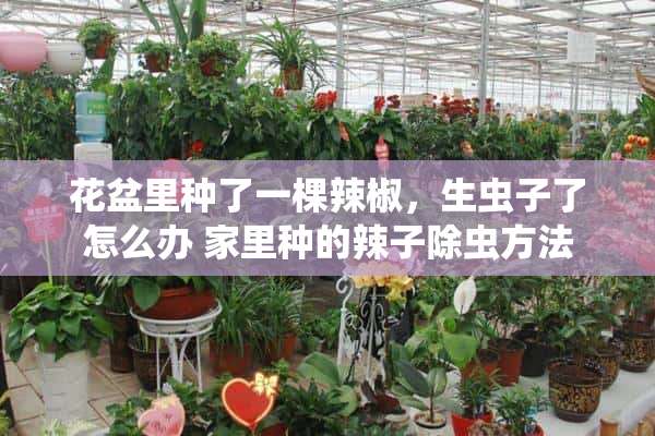 花盆里种了一棵辣椒，生虫子了怎么办 家里种的辣子除虫方法