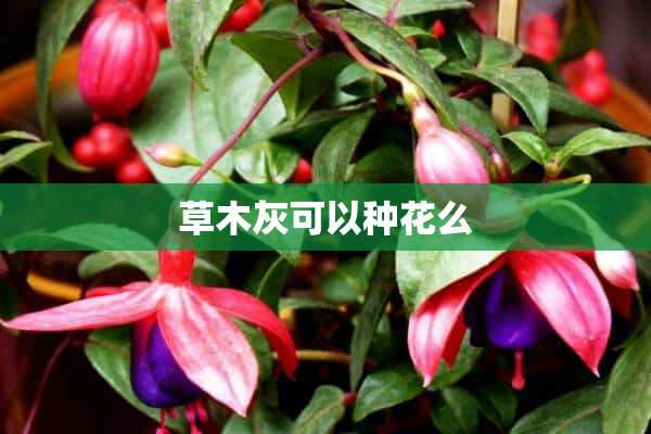 草木灰可以种花么