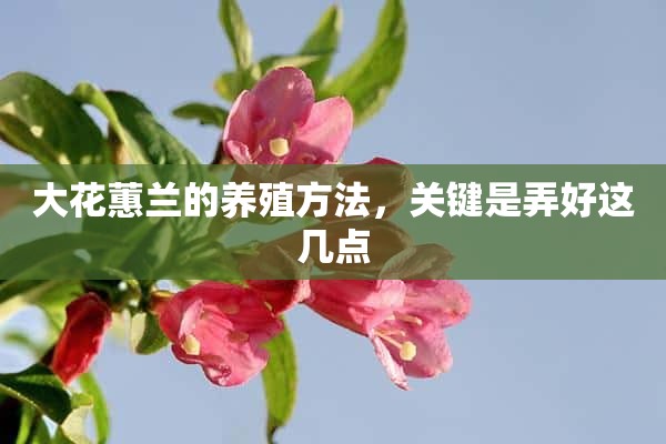 大花蕙兰的养殖方法，关键是弄好这几点