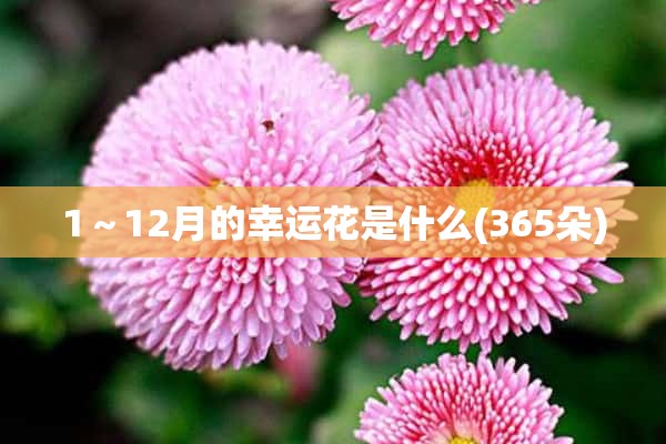 1～12月的幸运花是什么(365朵)