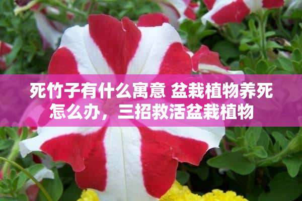 死竹子有什么寓意 盆栽植物养死怎么办，三招救活盆栽植物