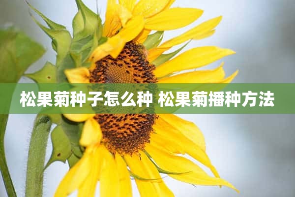 松果菊种子怎么种 松果菊播种方法