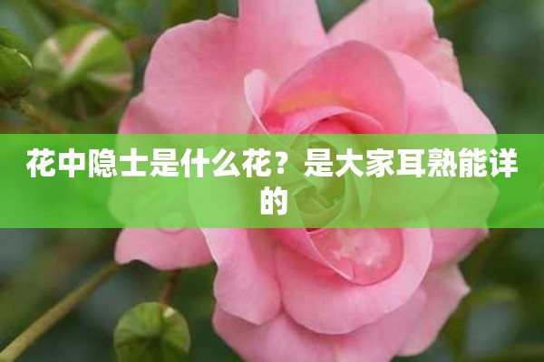 花中隐士是什么花？是大家耳熟能详的